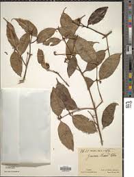 Image result for Garcinia huillensis