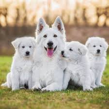 Have you ever seen a white german shepherd? White Shepherd Puppies For Sale