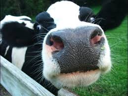 Image result for Dairy cows