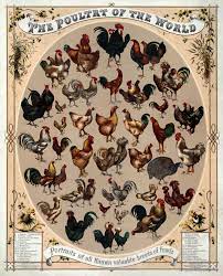 We did not find results for: List Of Chicken Breeds Wikipedia
