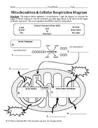 Mitochondrion Cellular Respiration Diagram Worksheet By A Thom Ic Science