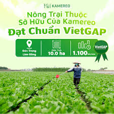KAMEREO - nhà cung ứng thực phẩm sỉ chính thức đạt được chứng nhận VietGap  - KAMEREO Press Release