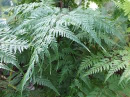 Image result for Davallia chaerophylloides