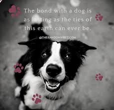 There are lots of dog passing away quotes and missing my dog quotes, but. 90 Sympathy Quotes For Loss Of Pet And Pet Loss Messages