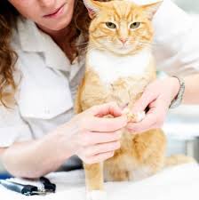 kedi tirnagi nasil kesilir pet ihtiyac blog