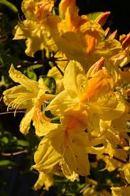 Please check other species of the genus and distribution of the plants in. 10 Stunning Yellow Flowering Shrubs Garden Lovers Club