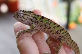 , moths, mosquitoes, bugs and rice! Thoughts On Handling How To Tame A Chameleon Much Ado About Chameleons