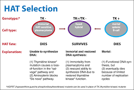Animal cells are the types of cells that make up most of the tissue cells in animals. Hat Medium Wikipedia