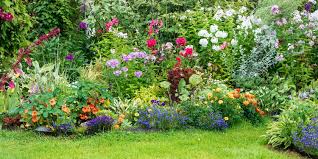 Image result for Chlorophytum macrophyllum