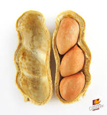 Castania Nuts - Lucky are those who find 3 nuts in one In ...