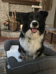 Black And White Collie Border Collie Samoyed Mix Boo Black And White Dog Samoyed White Dogs