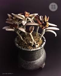 kalanchoe tomentosa 黑兔耳 chocolate soldier 也叫巧克力兔耳 2020 4 22 cvety