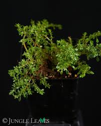 Image result for Pilea microphylla