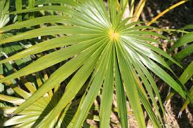 Image result for Coccothrinax