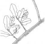 Image result for Combretum coriifolium