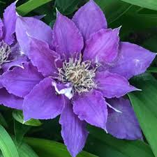 I'm in the same zone as you and have successfully transplanted established clematis before. Bijou Clematis Plants For Sale Free Shipping