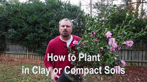 Get a handful of soil from the ground where you want to plant the grass. How To Plant In Clay Poorly Draining And Compact Soils Proper Tools Amendments And Techniques Youtube