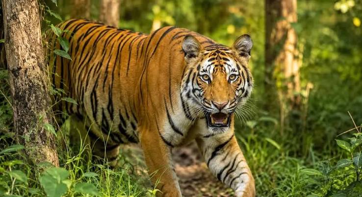 Chitwan Jungle Safari