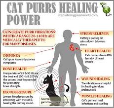 Use purr power to speed the onset of sleep or to simply. Did You Know That Cats Can Even Reduce Your Risk Of A Heart Attack The Finding Was The Main Result Of A 10 Year Study Of Cat Purr Healing Cat Purr