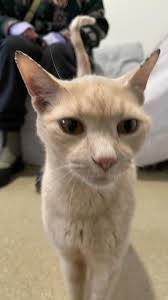 SO MUCH ROOM FOR ACTIVITIES! #catenrichment #cat #cats  #ourcompanionsanimalsanctuary