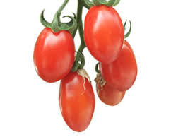Image result for tomato Datterino