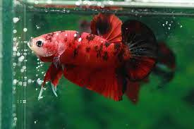 These include neon tetra disease, dwarf because fish can remain conscious for some time after decapitation, the pithing step is essential. How To Euthanize A Betta Fish Simple Humane Method Betta Source