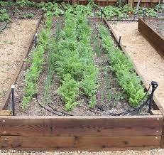 The wide range of plants and vegetables offer a number of possibilities depending on the season. Dallas Fruit And Vegetable Grower Fall Planting Times For Dallas And North Texas