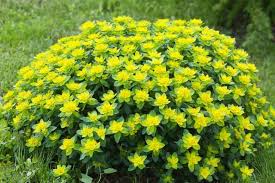 Image result for Euphorbia spissiflora