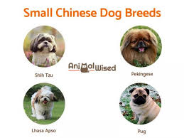 You cannot go and get a pup just because he or she is cute or just because you are getting it easily. Chinese Dog Breeds List Discover Them All
