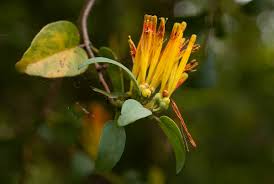 Image result for Agelanthus zizyphifolius
