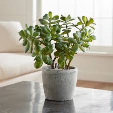 Artificial Potted Jade Plant Reviews Crate And Barrel In 2020 Artificial Plant Arrangements Jade Plants Artificial Plants Indoor