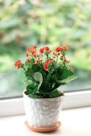 Image result for Kalanchoe calandiva