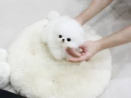 7 Best Pomeranian Breeders In New York 2022 We Love Doodles
