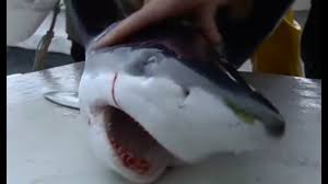 So if an eel has an active vascular system and a spine it is halal. Tagging Blue Sharks Sharks Bbc Earth Youtube