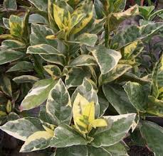 Image result for Pseuderanthemum