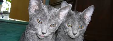 Die korat katze wurde möglicherweise im 19. Korat Labradorit Katzenzucht Almuth Kaiser