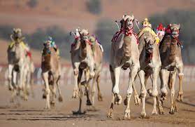 You can experiance both rental/hire karts and professional racing karts at our track. In Pictures Camel Racing In Ras Al Khaimah Arabianbusiness