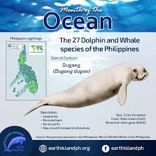 It is one of four living species of the order sirenia, which also includes three species of manatees. Facts About Dugong 1 Earth Island Institute Philippines Facebook
