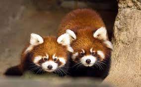 Adorable Red Panda Cubs Make Public Debut At Chicago Zoo Red Panda Cute Animals Weird Animals