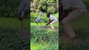 Stork communicates by shaking its head #shorts #storks #wildlife - YouTube