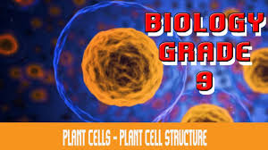 Maybe you would like to learn more about one of these? The Cell Plant Cell The Anatomy Definition Functions Structure Types Part 24 Youtube