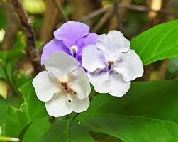 Image result for Brunfelsia pauciflora