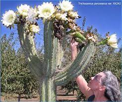 San pedro cactus, also known as echinopsis pachanoi, is a columnar cactus native to the andes in south america. Growing San Pedro Cactus
