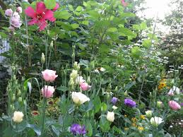 Grow This Lisianthus Victoria Elizabeth Barnes Lisianthus Flower Garden Growing Flowers