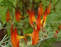 Image result for Lotus berthelotii