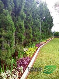 Tanaman yang dibagikan berupa tanaman hias penghasil oksigen seperti calathea, krisan, dracaena, peace lily, lili paris, dan sirih gading. Jual Tanaman Hias Pembersih Udara Archives Tukang Taman Bsd Tukang Taman Bsd