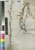 Image result for Spermacoce natalensis