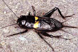 Pengertian mimpi tangkap jangkrik berdasarkan buku mimpi bisa diterjemahkan selaku dari kalau belom dapat pecahkan masalah susah yang melawan. Preview Bookmarking Spot