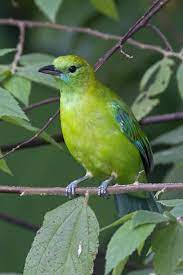 Burung Cucak Ranti Blue Winged Leafbird Chloropsis Cochinchinensis Beautiful Birds Blue Wings Pretty Birds