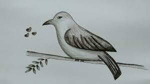 Sketsa gambar burung puyuh galeri gambar sketsa burung untuk kolase terbaru tidak merupakan sesuatu tabuh lagi jika medsos di era saat ini telah sering digunakan untuk interaksi antara satu orang. Cara Menggambar Burung How To Draw A Bird Youtube